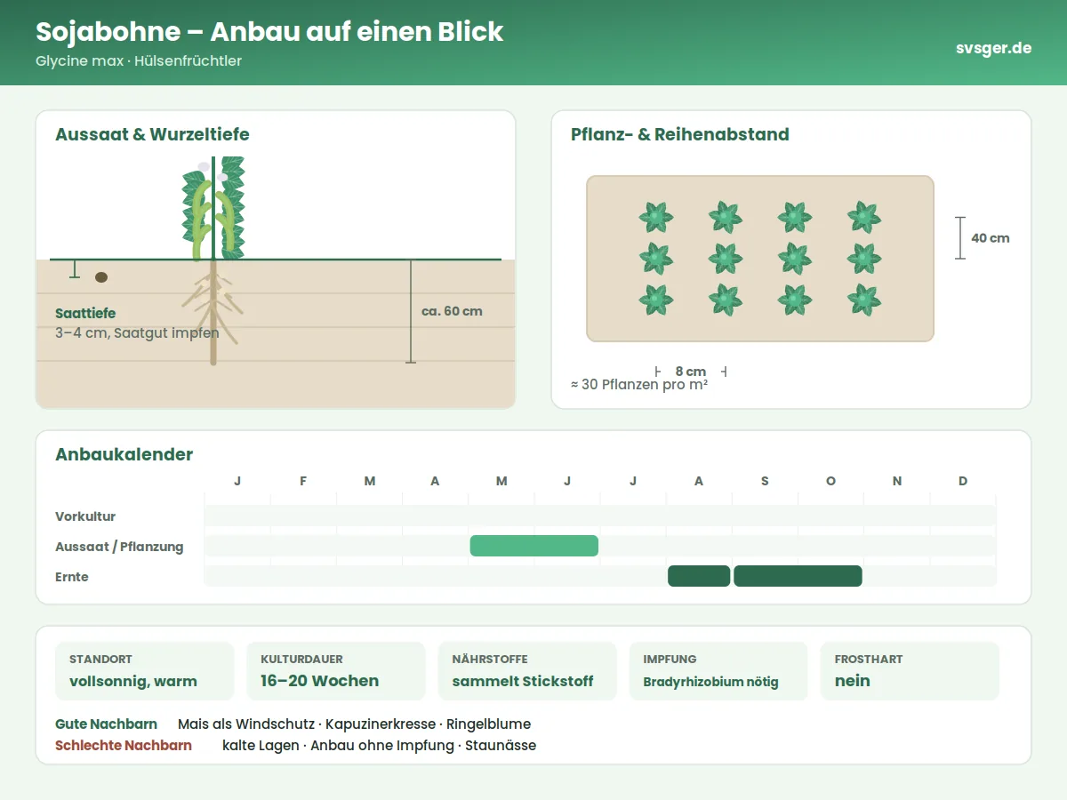 Sojabohne Aufbau: Saattiefe, Pflanzabstand und Anbaukalender