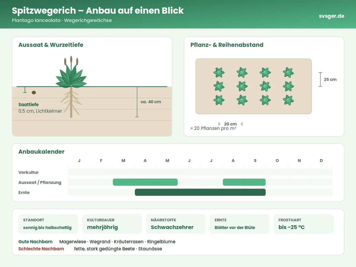 Spitzwegerich Aufbau: Saattiefe, Pflanzabstand und Anbaukalender
