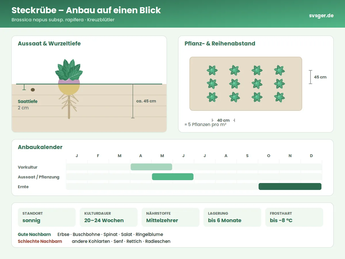 Steckrübe Aufbau: Saattiefe, Pflanzabstand und Anbaukalender