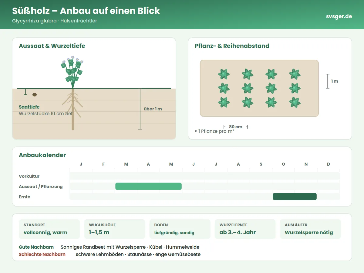 Süßholz Aufbau: Saattiefe, Pflanzabstand und Anbaukalender