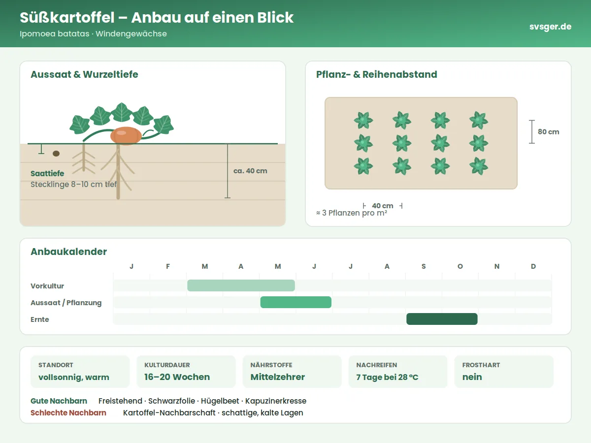 Süßkartoffel Aufbau: Saattiefe, Pflanzabstand und Anbaukalender