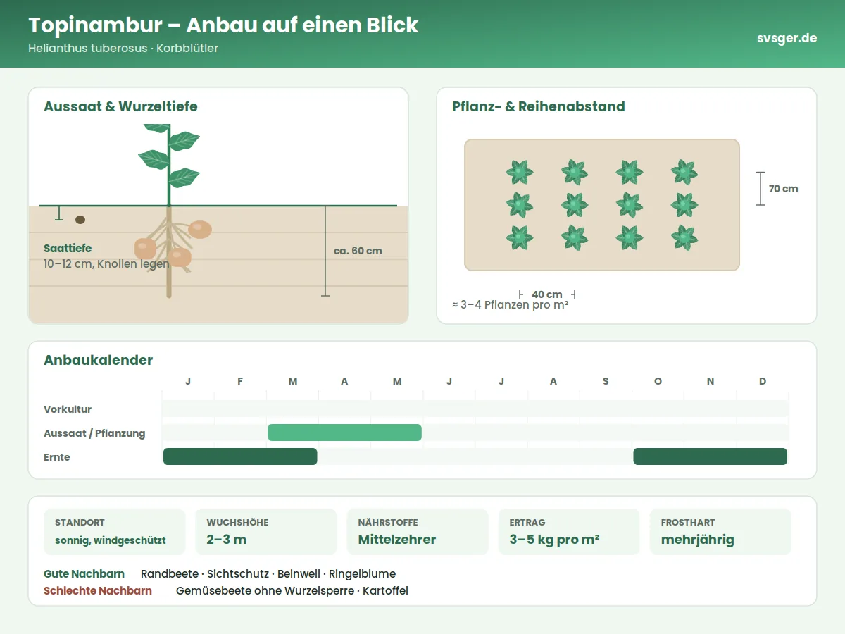 Topinambur Aufbau: Saattiefe, Pflanzabstand und Anbaukalender