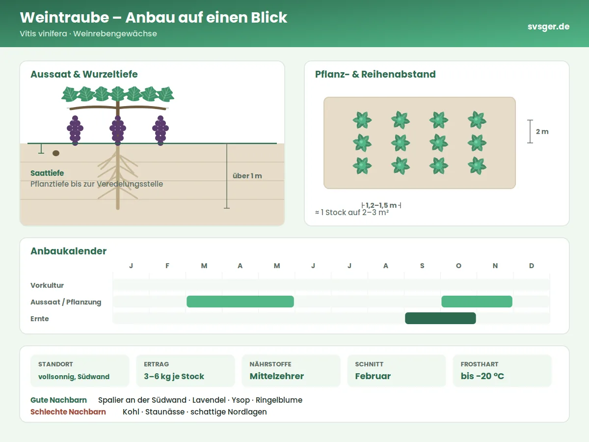Weintrauben Aufbau: Saattiefe, Pflanzabstand und Anbaukalender