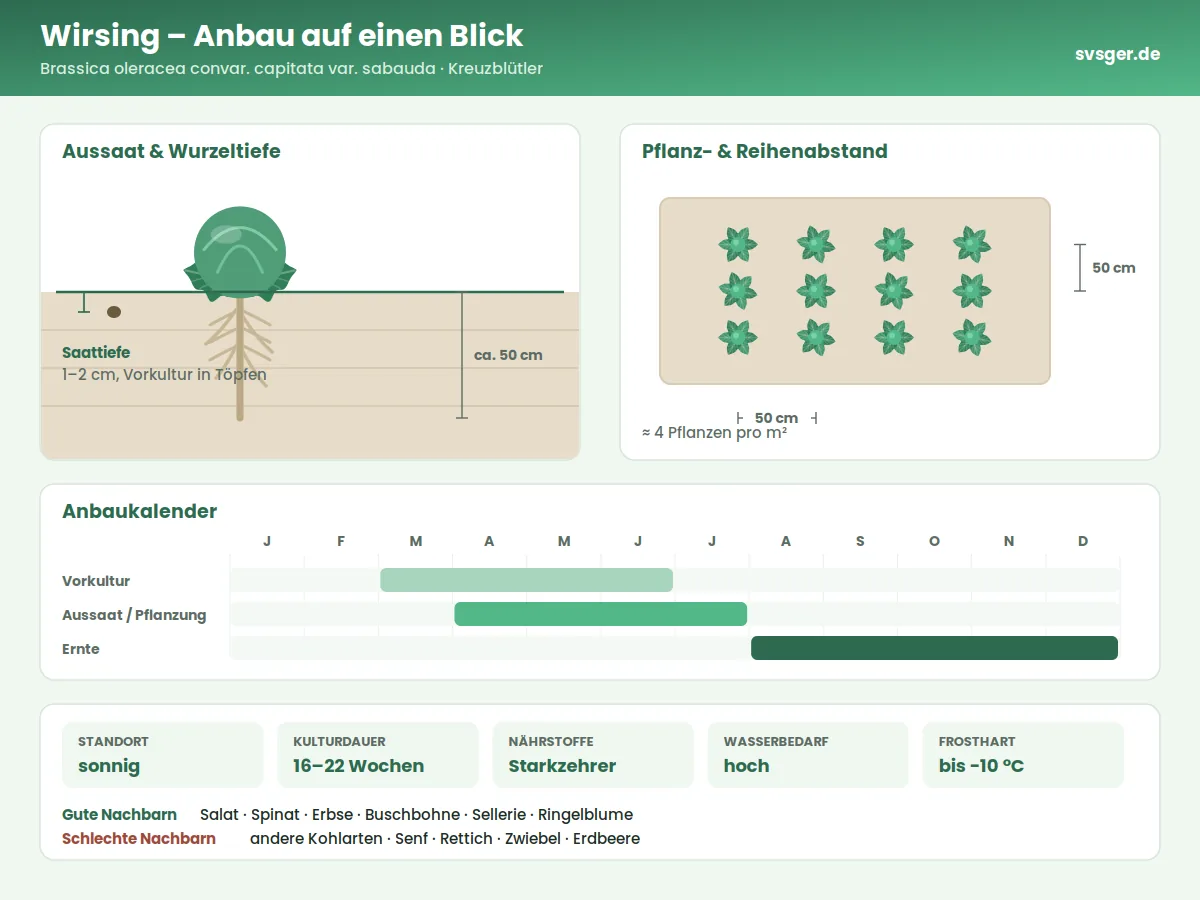 Wirsing Aufbau: Saattiefe, Pflanzabstand und Anbaukalender