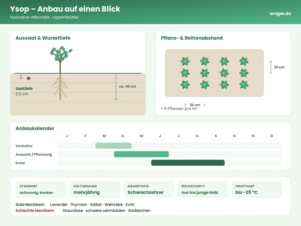 Ysop Aufbau: Saattiefe, Pflanzabstand und Anbaukalender
