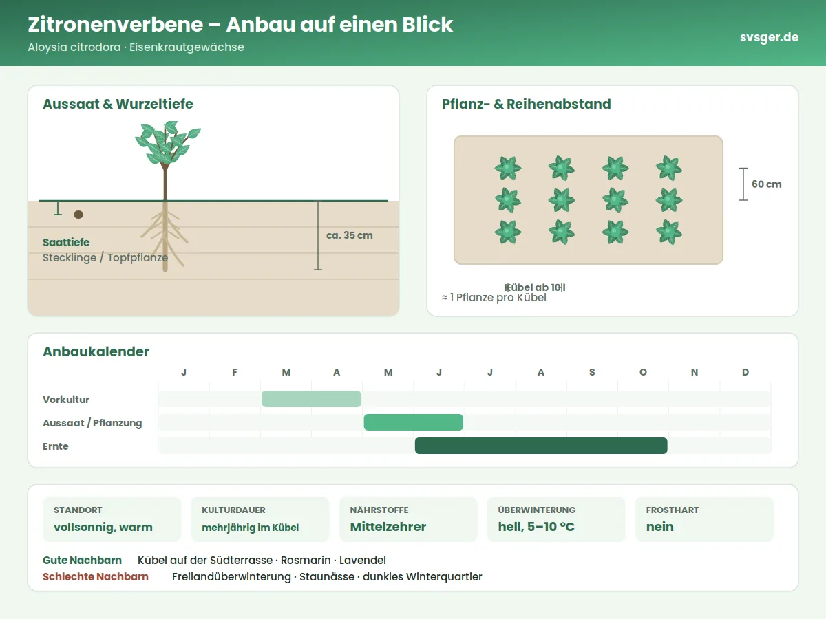 Zitronenverbene Aufbau: Saattiefe, Pflanzabstand und Anbaukalender