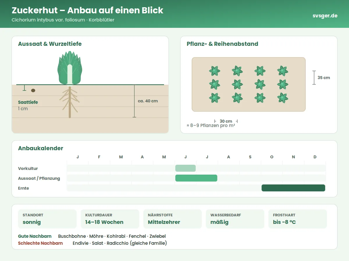 Zuckerhut Aufbau: Saattiefe, Pflanzabstand und Anbaukalender
