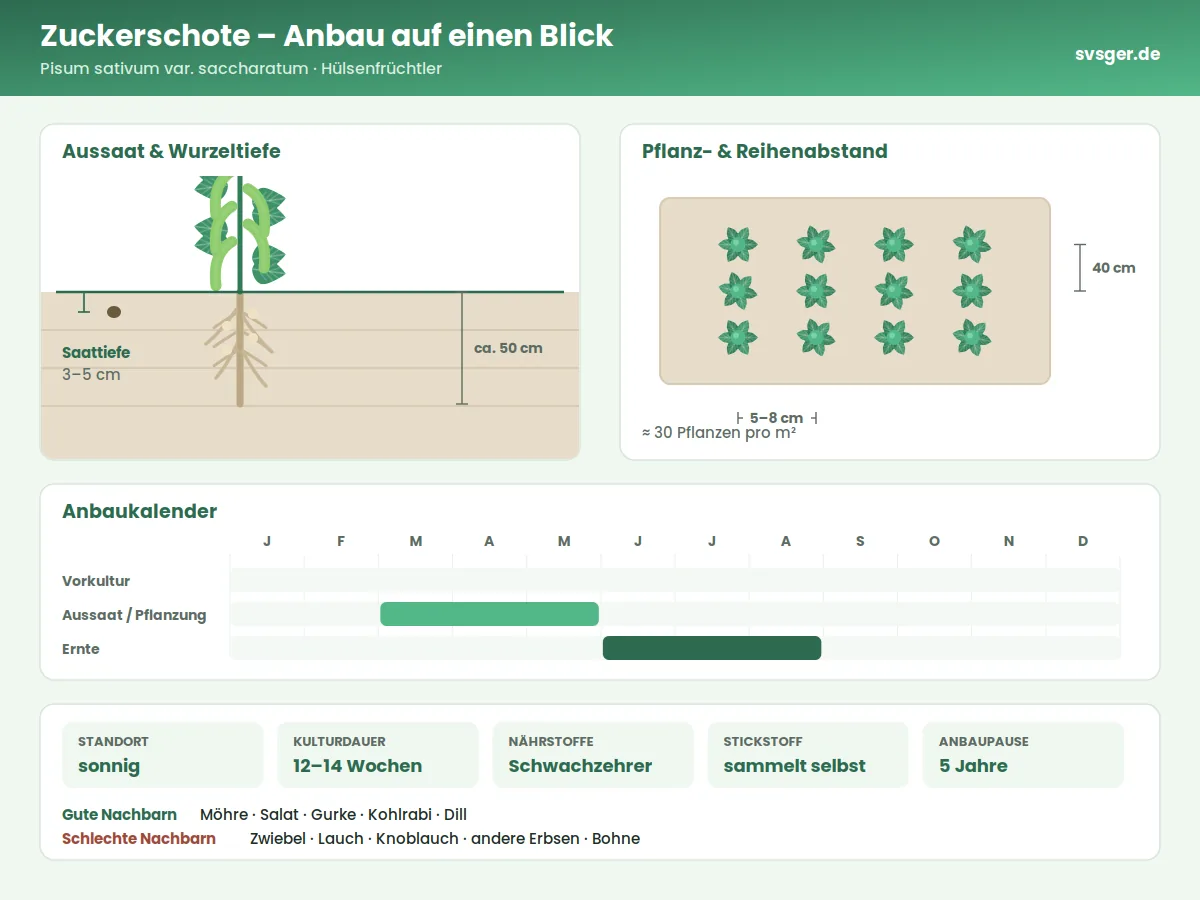 Zuckerschote Aufbau: Saattiefe, Pflanzabstand und Anbaukalender
