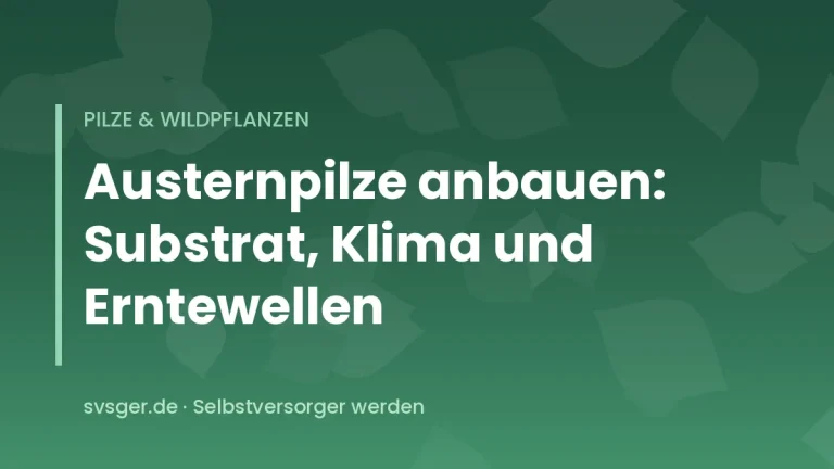 Büschel frischer Austernpilze wachsen aus einem Strohsack mit Luftlöchern