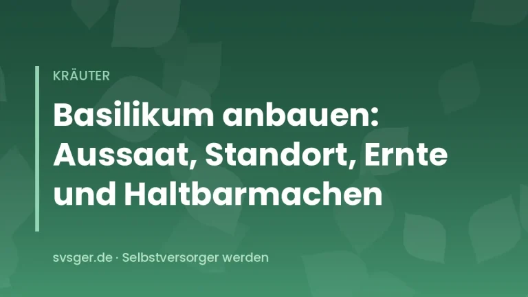 Kräftige Basilikumpflanzen mit großen grünen Blättern in einem sonnigen Kräuterbeet