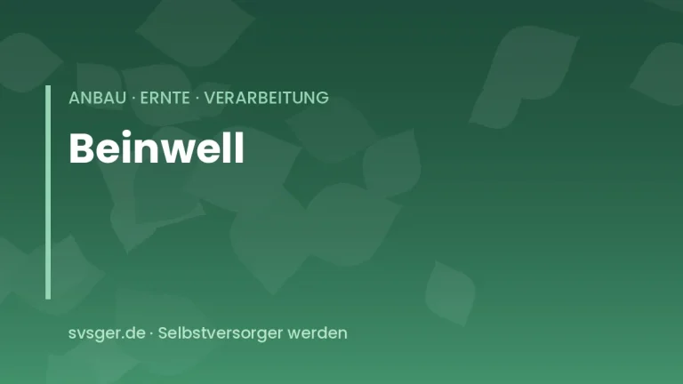 beinwell anbauen