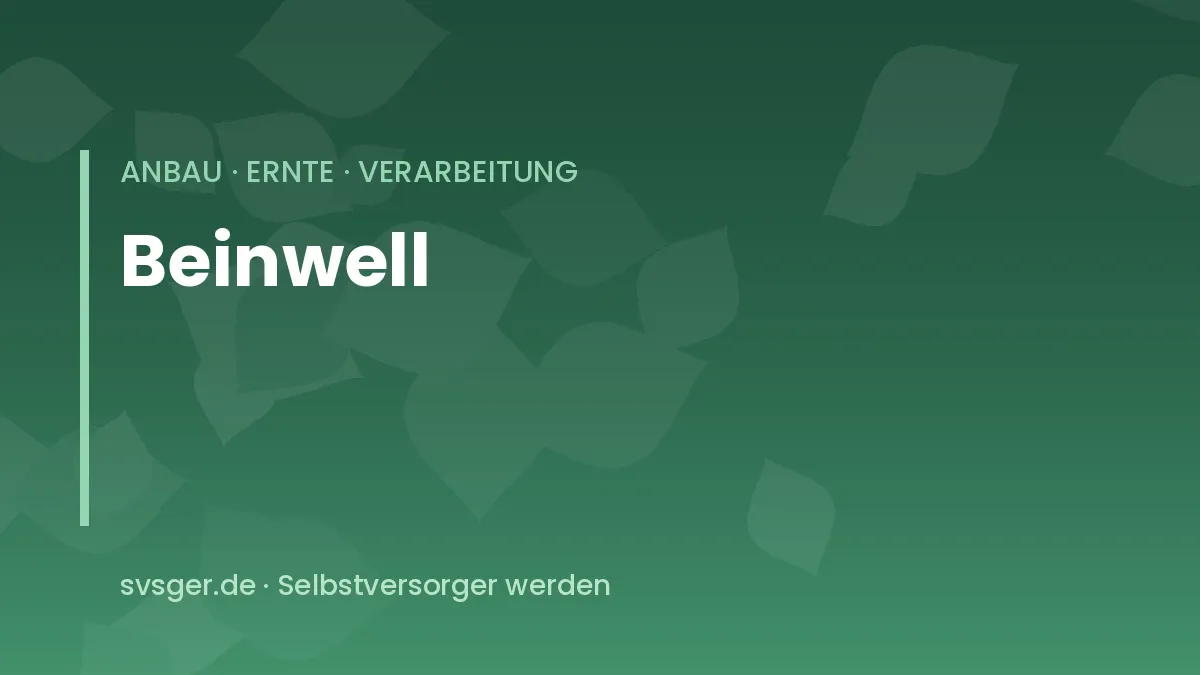 Beinwell mit großen rauen Blättern und hängenden violetten Blütenglocken, daran eine Hummel