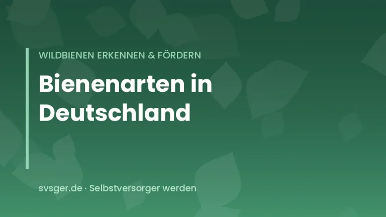 Wildbienen in Deutschland erkennen und foerdern