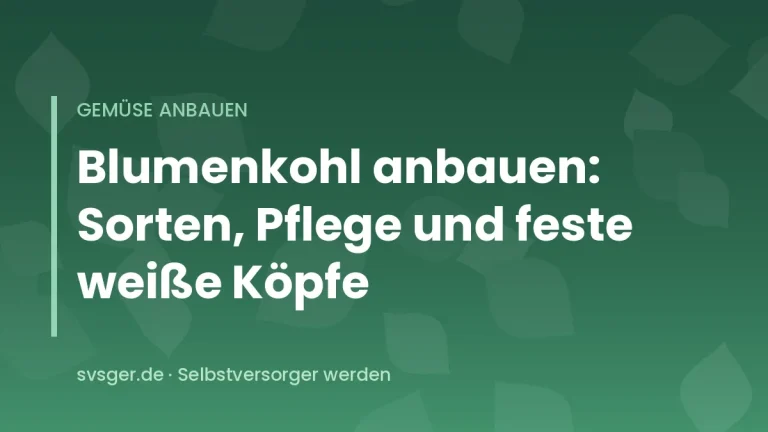 Fester weißer Blumenkohlkopf zwischen großen grünen Blättern im Gemüsebeet