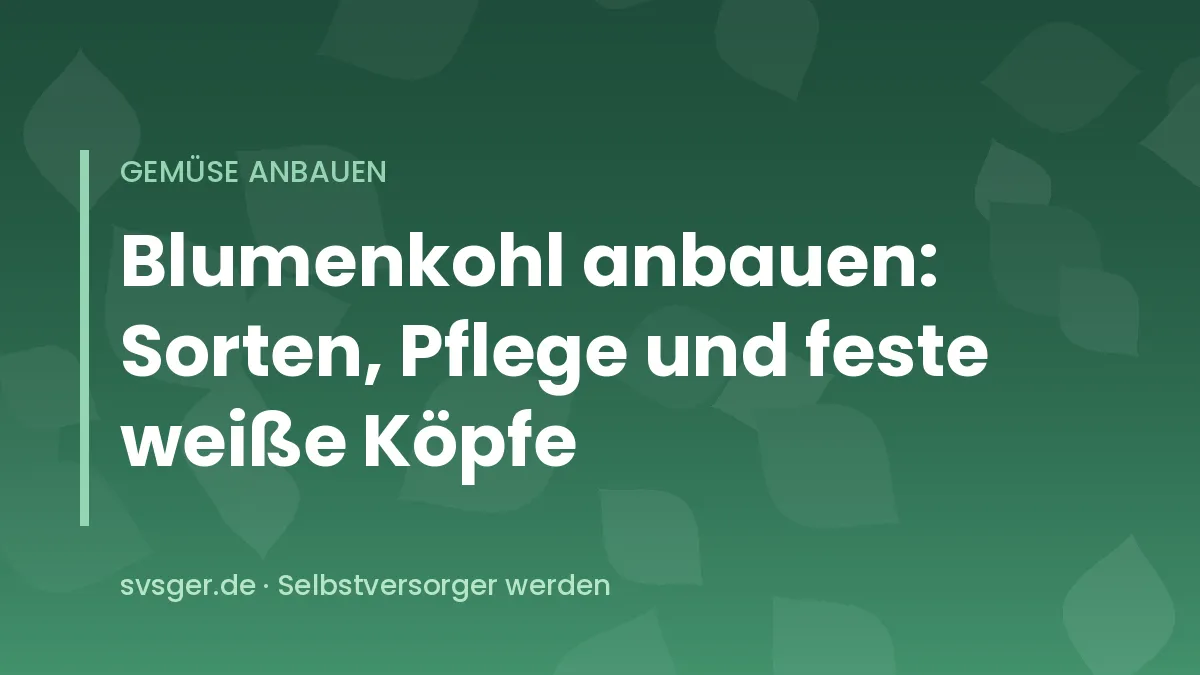 Fester weißer Blumenkohlkopf zwischen großen grünen Blättern im Gemüsebeet