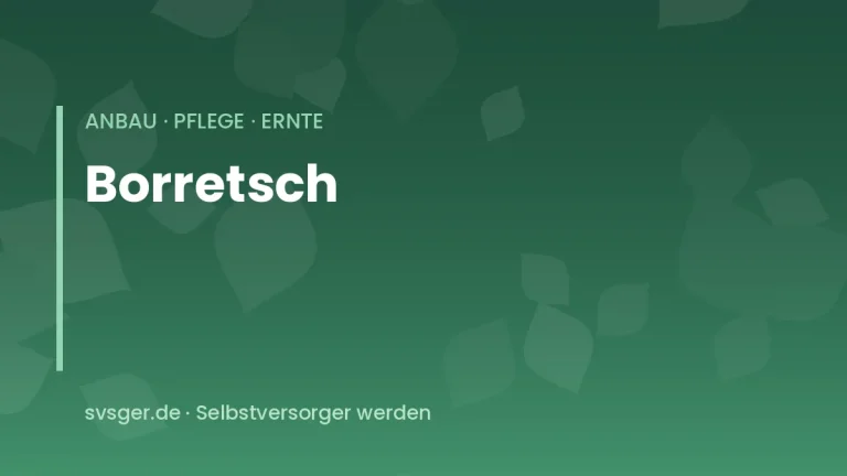 borretsch anbauen