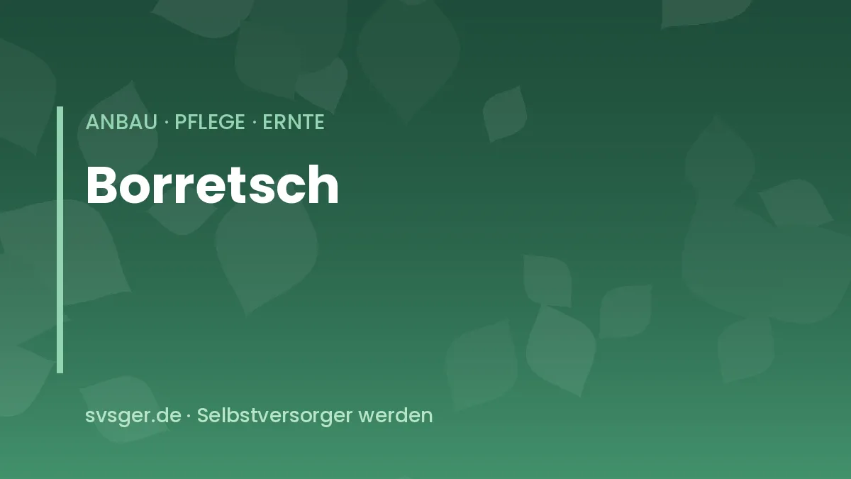 Borretsch im Garten: blaue Sternblüten über rauen, behaarten Blättern