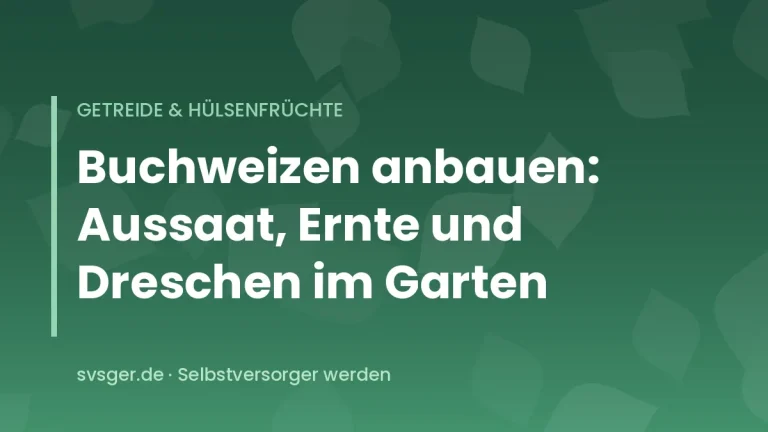 Blühendes Buchweizenfeld mit weißen Blüten auf einer kleinen Gartenfläche