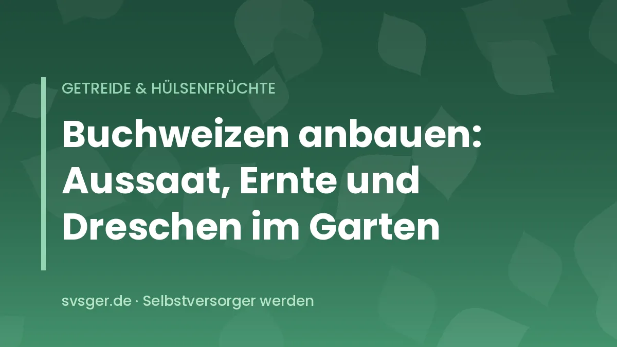 Blühendes Buchweizenfeld mit weißen Blüten auf einer kleinen Gartenfläche