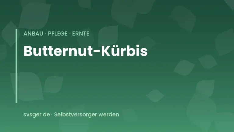 butternut kuerbis anbauen
