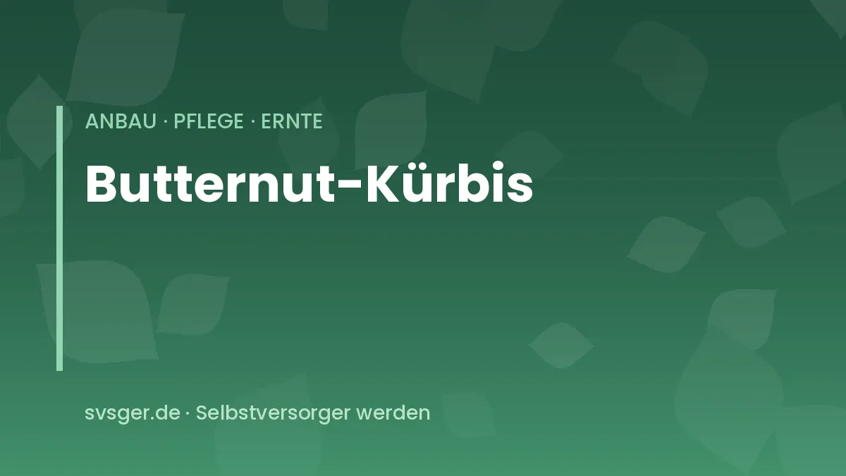 Butternut-Kürbis anbauen: reife birnenförmige Butternut-Früchte mit verkorktem Stiel im Gemüsebeet