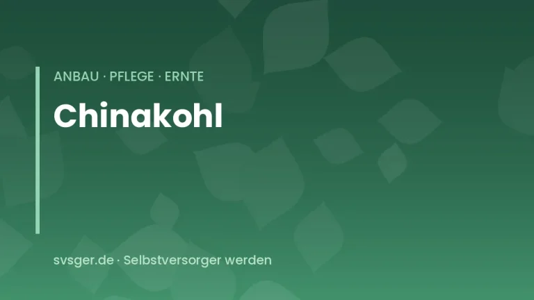 chinakohl anbauen