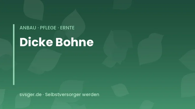 dicke bohnen anbauen