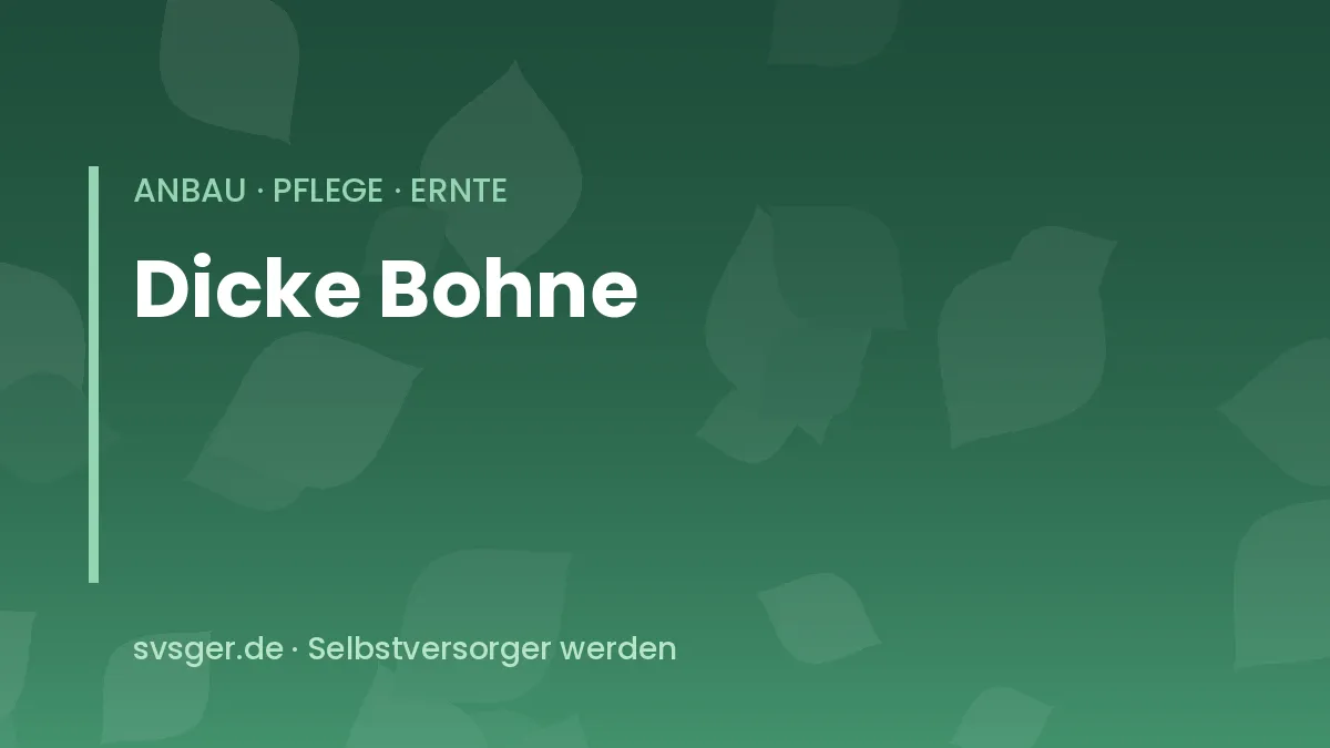 Dicke Bohnen anbauen: kräftige Ackerbohnenpflanzen mit prallen Hülsen im Frühjahrsbeet