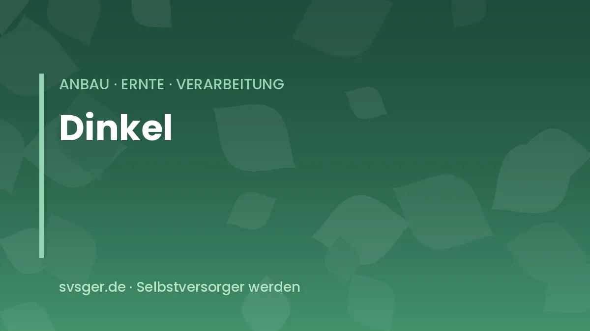 Dinkel anbauen: reifende Dinkelähren mit langen Grannen und geschlossenen Spelzen im Sonnenlicht