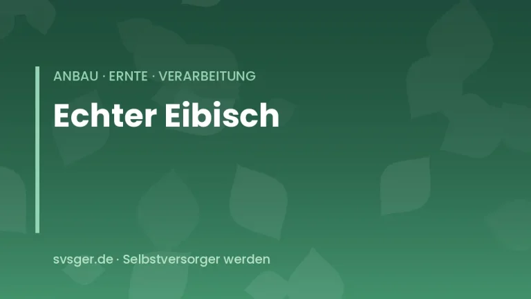 eibisch anbauen