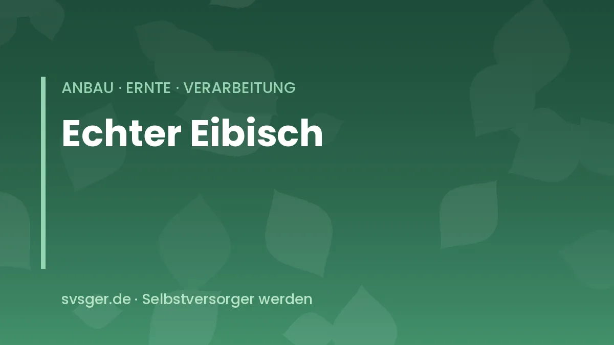 Echter Eibisch im Beet: hohe Staude mit samtig behaarten Blättern und blassrosa Blüten