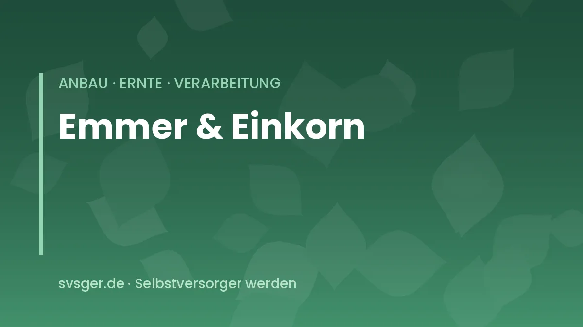 Reife Emmer- und Einkornähren mit langen Grannen in einem kleinen Urgetreidebeet