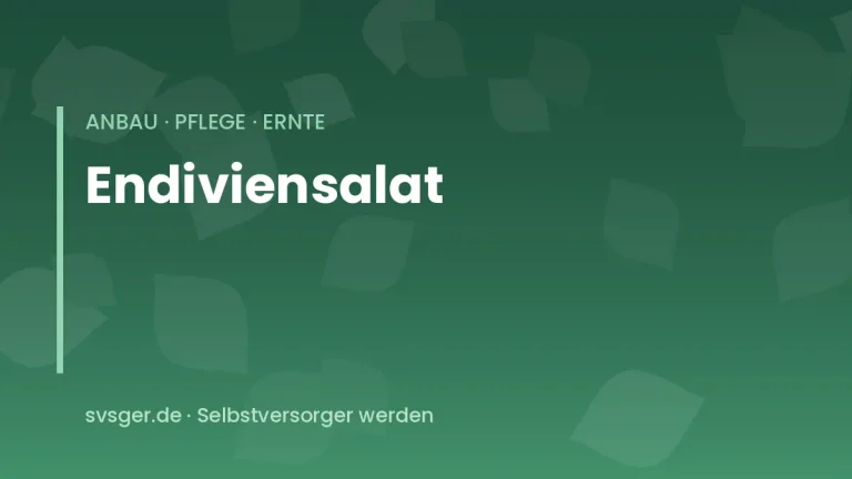 endiviensalat anbauen