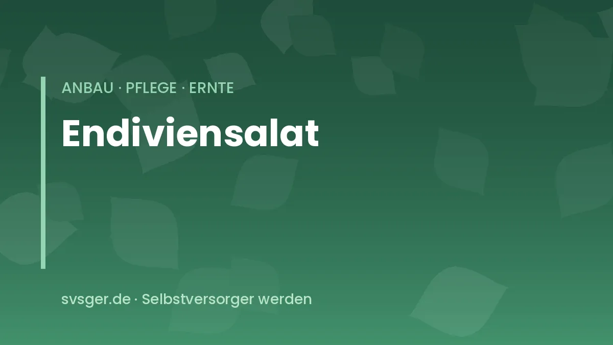 Endiviensalat im Herbstbeet: kräftige Rosette mit breiten, leicht gewellten Blättern