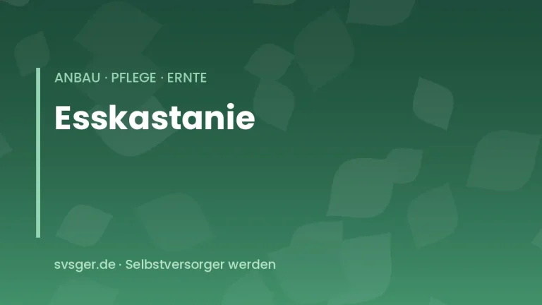 esskastanien anbauen