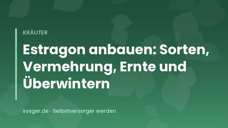 Buschige Estragonpflanze mit schmalen, glänzend grünen Blättern im sonnigen Kräuterbeet