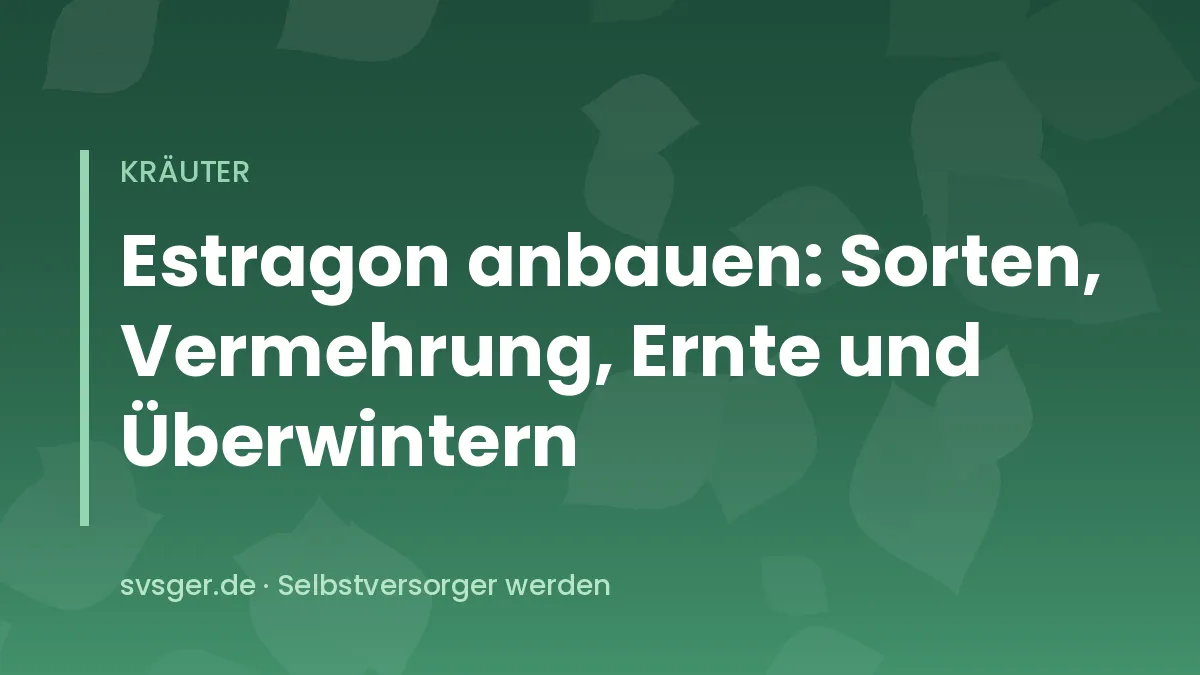 Buschige Estragonpflanze mit schmalen, glänzend grünen Blättern im sonnigen Kräuterbeet