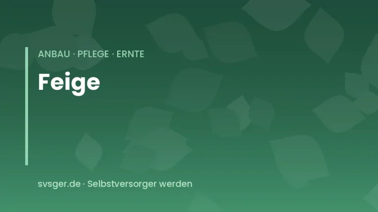 feigen anbauen