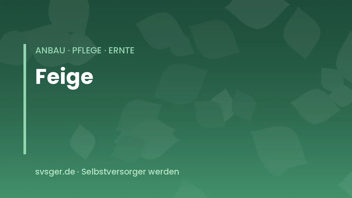 Feigen anbauen: reife Feigen an einem Feigenbaum vor einer sonnigen Hauswand