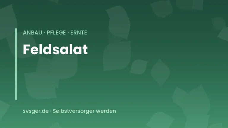 feldsalat anbauen
