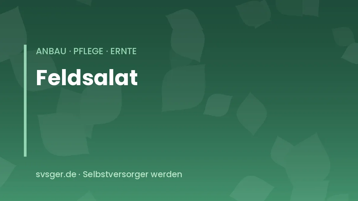 Feldsalat im winterlichen Gemüsebeet mit dunkelgrünen Rosetten unter Vlies