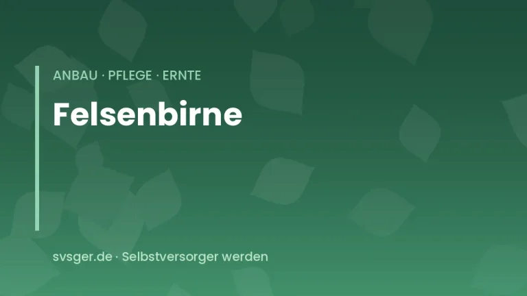 felsenbirne anbauen