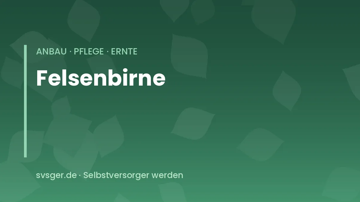 Felsenbirne anbauen: reife blauviolette Früchte an einem Strauch im Garten