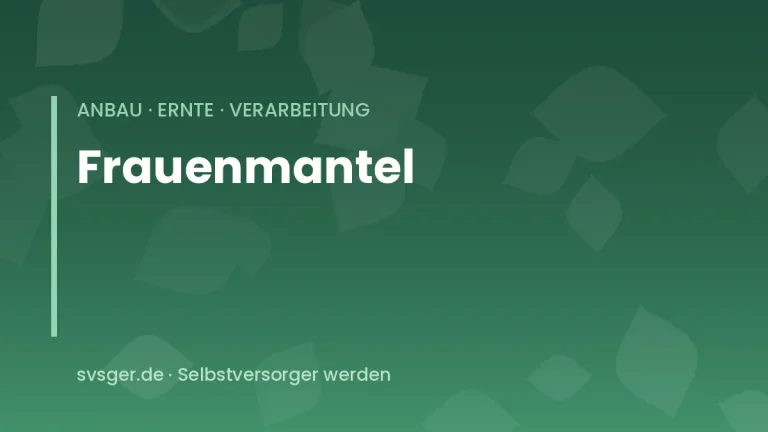 frauenmantel anbauen