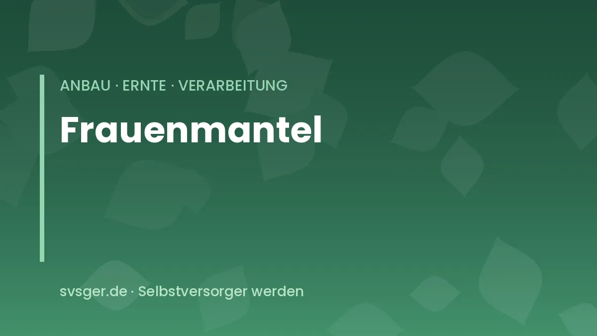 Frauenmantel mit gefalteten Blättern, darauf glänzende Wassertropfen, dahinter gelbgrüne Blütenwolken