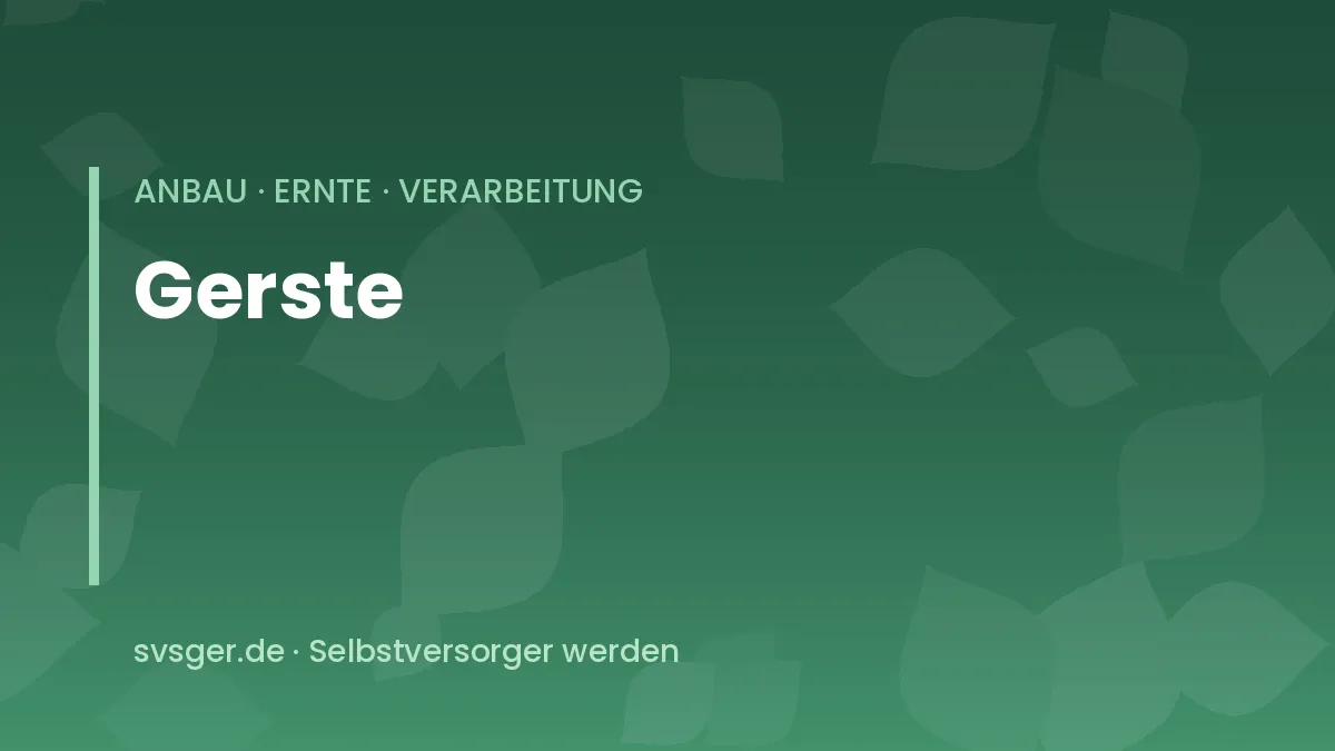 Reife Gerstenähren mit langen Grannen auf einer kleinen Anbaufläche im Selbstversorgergarten