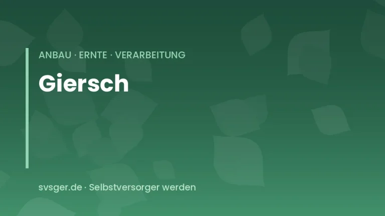giersch verwerten