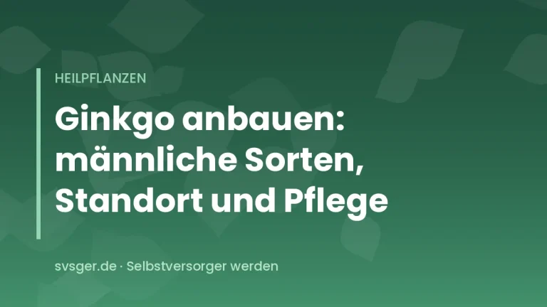 Junger Ginkgobaum mit fächerförmigen grünen Blättern im Hausgarten