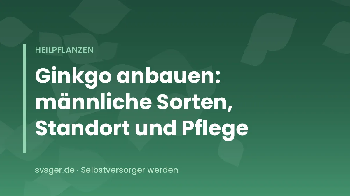 Junger Ginkgobaum mit fächerförmigen grünen Blättern im Hausgarten