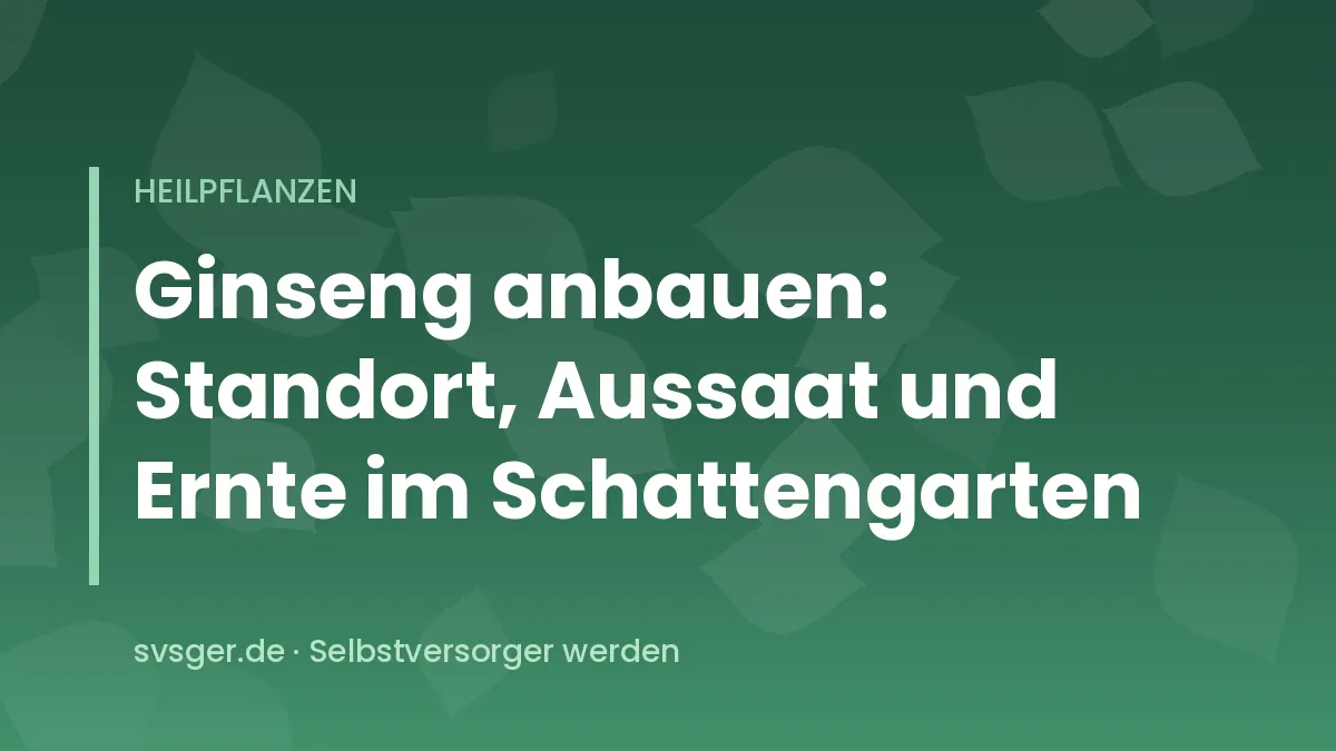 Ginsengpflanze mit fünfteiligen Blättern und roten Beeren im schattigen Waldbeet